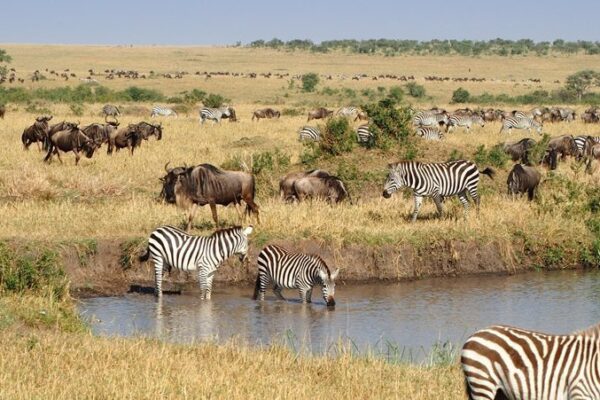 9 days Kenya Safari JimJam