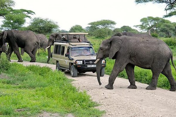9 days Kenya Safari JimJam Safaris