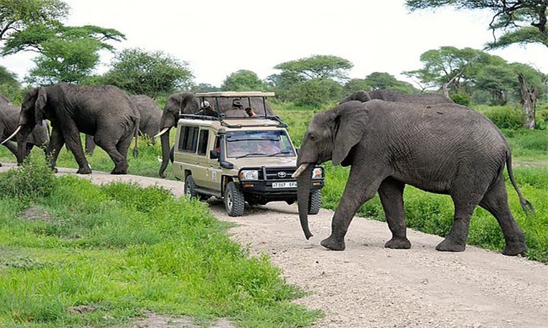9 days Kenya Safari JimJam Safaris