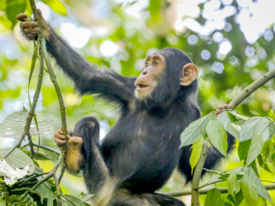 Chimpanzee habituation experience