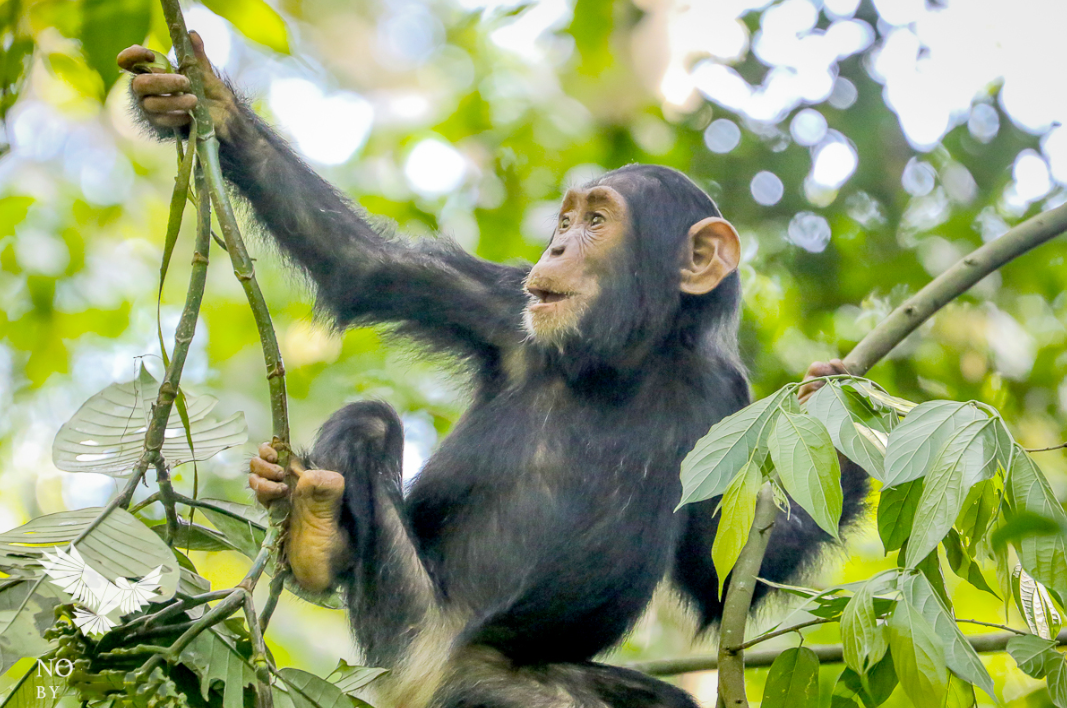 Chimpanzee habituation experience