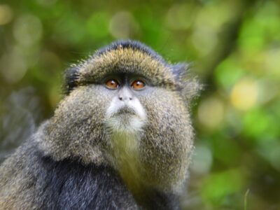 Golden Monkeys JimJam Safaris 2024