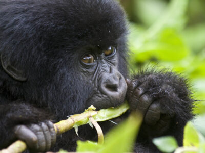 Great Apes of Uganda and Rwanda
