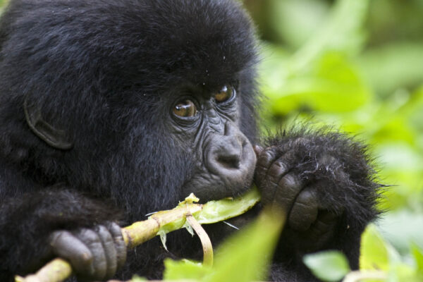 Great Apes of Uganda and Rwanda
