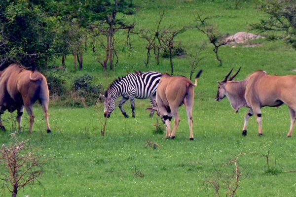 Uganda Safaris