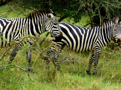 12 days exclusive Uganda wildlife