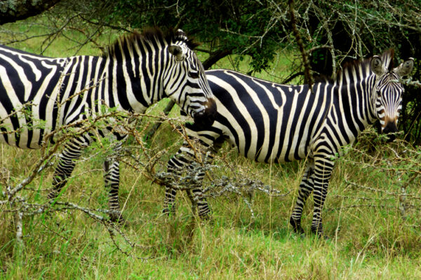 12 days exclusive Uganda wildlife