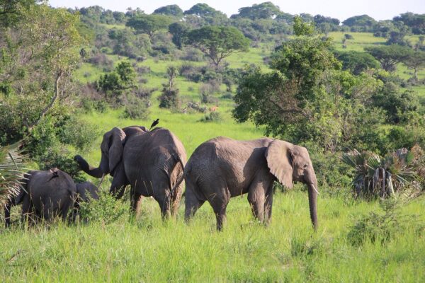 Northern Uganda Wildlife Safari