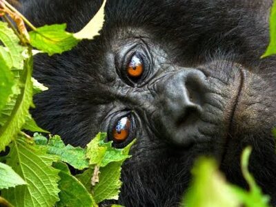 5 Days Rwanda Congo Double Gorilla Trekking Safari