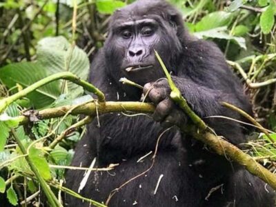 5 Days Rwanda Congo Double Gorilla Trekking Safari 2024