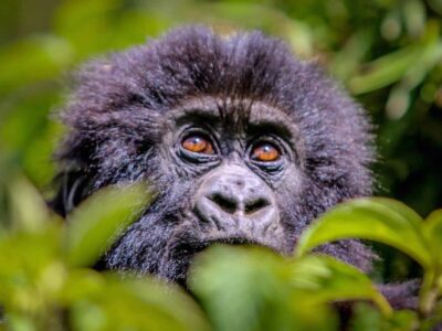 Rwanda Congo Double Gorilla Trekking Safari