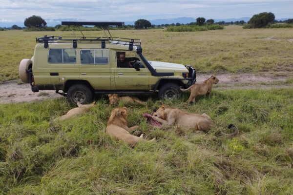 How Much Does A Uganda Safari Cost
