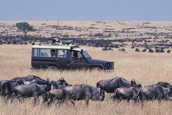 Masai Mara JimJam Safaris