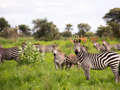 10 Days Uganda Safari