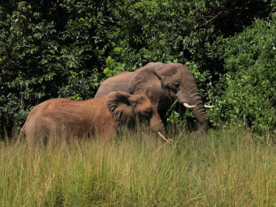 10 Days Uganda Safari JimJam Safaris