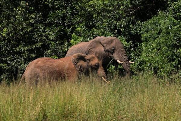 10 Days Uganda Safari JimJam Safaris