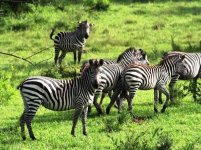 7 Days Uganda Safari 2024