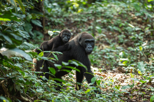 Best Time To Visit Congo