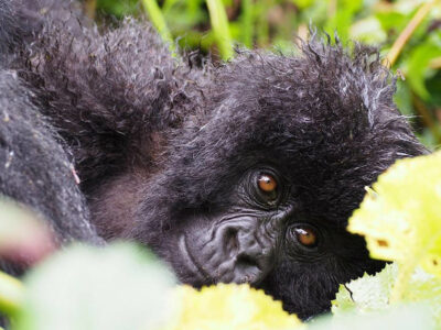 Budget Uganda Gorilla Trekking Tour From Kigali