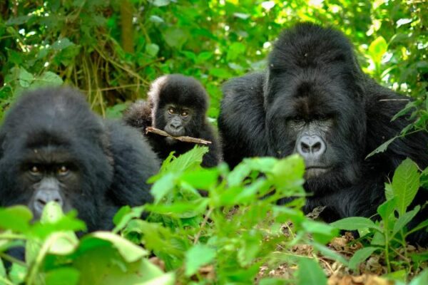 Cheap Rwanda Tours