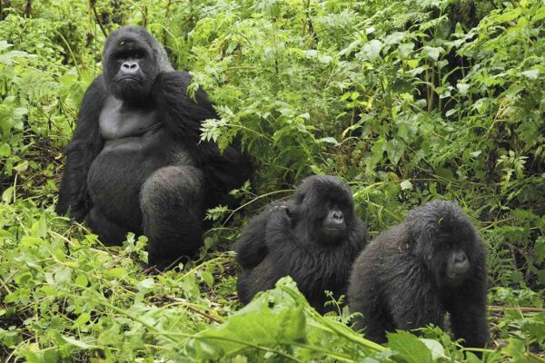 Hours To Spend With Mountain Gorillas