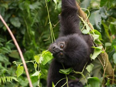 Kahuzi-Biega National Park