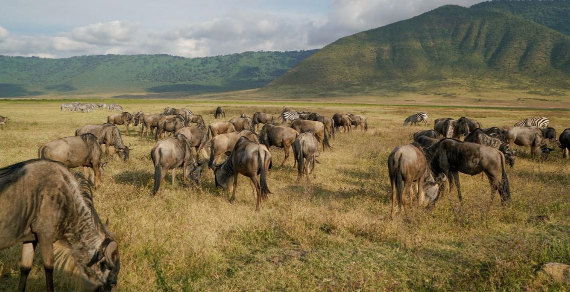 NGORONGORO CONSERVATION AREA REVIEWS visual data 3