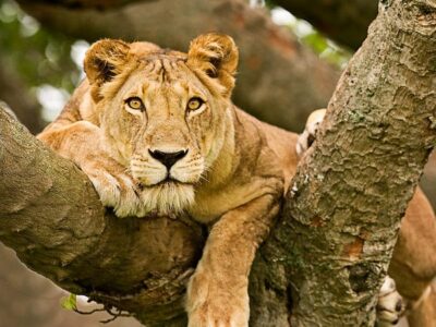 Tree Climbing Lions JimJam Safaris