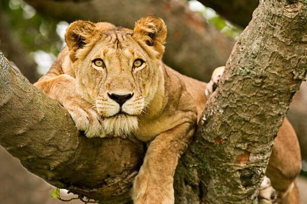 Tree Climbing Lions JimJam Safaris