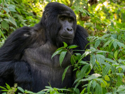 Virunga National Park