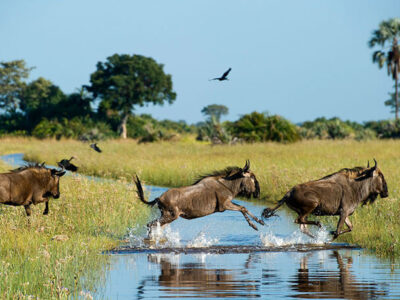 Wildebeest Migration