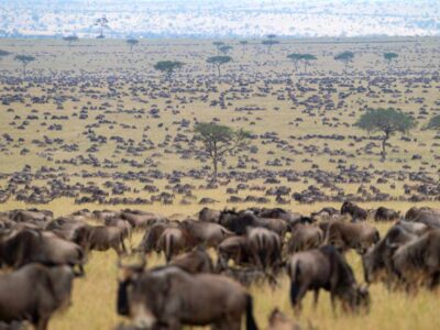 Wildebeest Migration JimJam