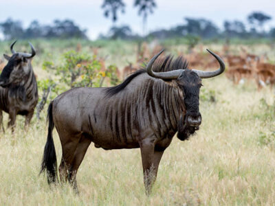 Wildebeest Migration JimJam Safaris