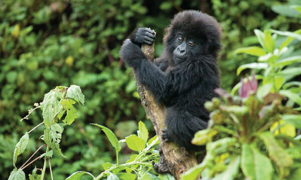 2 Days Mgahinga Gorilla Trekking 2 Days Mgahinga Gorilla Trekking