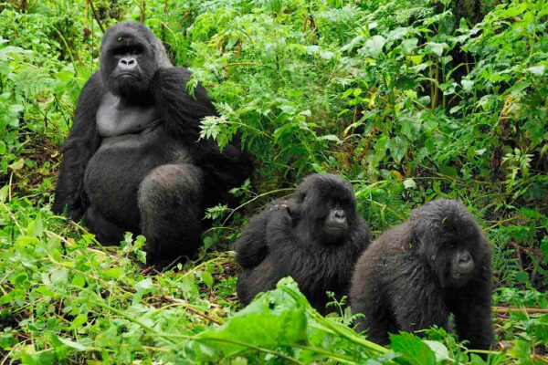 2 Days Mgahinga Gorilla Trekking