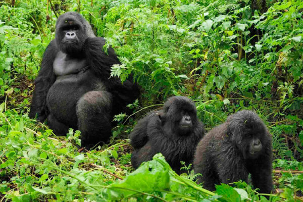 2 Days Rwanda Gorilla Trek