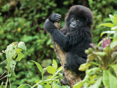 2 Days Rwanda Gorilla Trek JimJam