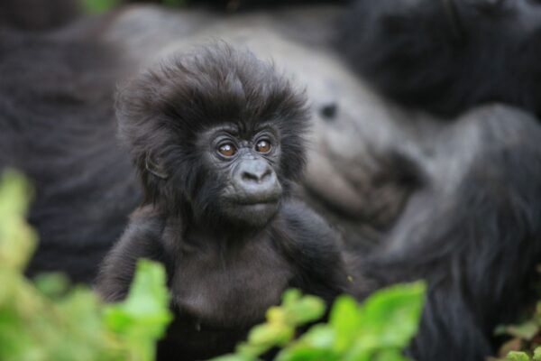 2 Days Rwanda Gorilla Trek