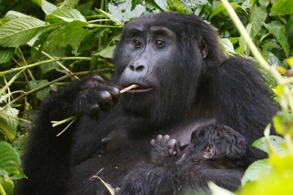 9 Days Great Apes Of Uganda