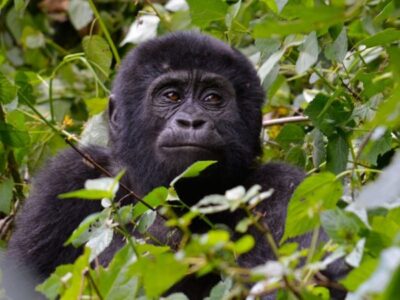 9 Days Great Apes Of Uganda And Rwanda