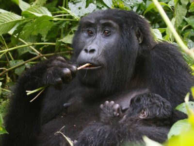 9 Days Great Apes Of Uganda And Rwanda JimJam Safaris
