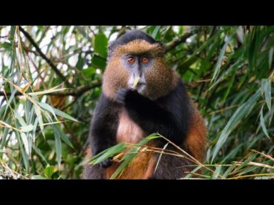 9 Days Great Apes Of Uganda JimJam Wildlife