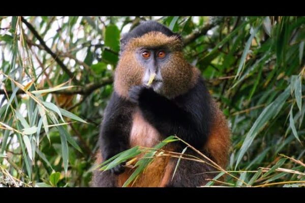 9 Days Great Apes Of Uganda JimJam Wildlife