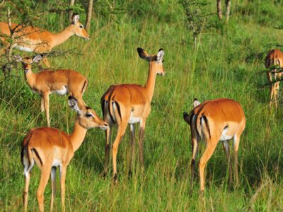 9 Days Uganda Safari JimJam Safaris