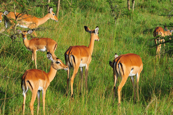9 Days Uganda Safari JimJam Safaris