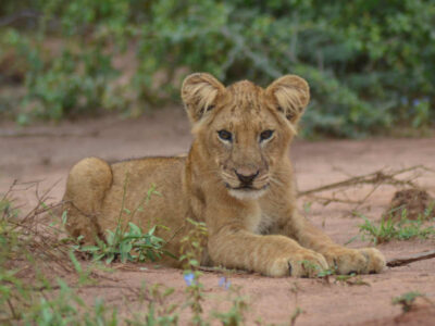 9 Days Uganda Safari JimJam Safaris & Tours