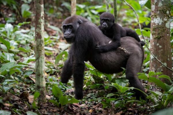 Congo Travel Agency Congo Travel Agency