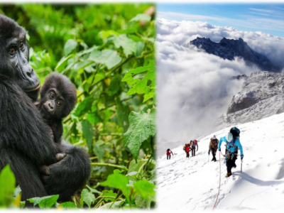 Gorilla Trekking And Rwenzori Hiking