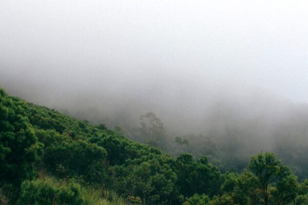 Kibira Forest National Park