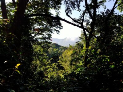 Kigwena Forest Nature Reserve